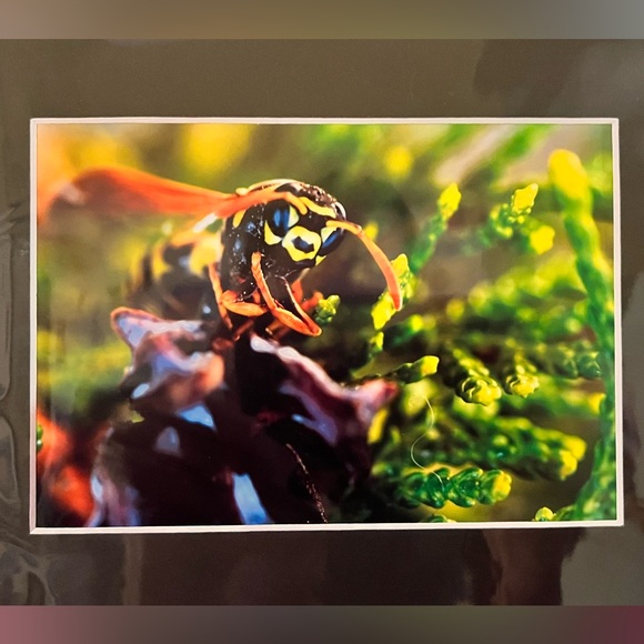 Bumblebee Portrait - Picture 2 of 4